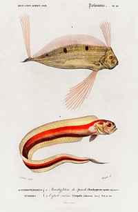 Different types of fishes illustrated by <a href="https://www.rawpixel.com/search/Charles%20Dessalines%20D%27%20Orbigny?sort=curated&amp;page=1">Charles Dessalines D&#39; Orbigny</a> (1806-1876) Digitally enhanced from our own 1892 edition of Dictionnaire Universel D&#39;histoire Naturelle.