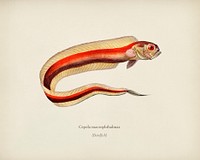 Bandfish (Cepola macrophthalmaz) illustrated by <a href="https://www.rawpixel.com/search/Charles%20Dessalines%20D%27%20Orbigny?&amp;page=1">Charles Dessalines D&#39; Orbigny</a> (1806-1876). Digitally enhanced from our own 1892 edition of Dictionnaire Universel D&#39;histoire Naturelle.