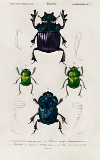 Different types of insects illustrated by <a href="https://www.rawpixel.com/search/Charles%20Dessalines%20D%27%20Orbigny?sort=curated&amp;page=1">Charles Dessalines D&#39; Orbigny</a> (1806-1876). Digitally enhanced from our own 1892 edition of Dictionnaire Universel D&#39;histoire Naturelle.