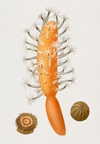 Veretillum cynomorium, sea carrot, Actinia effoeta, sea anemone illustrated by <a href="https://www.rawpixel.com/search/Charles%20Dessalines%20D%27%20Orbigny?&amp;page=1">Charles Dessalines D&#39; Orbigny</a> (1806-1876). Digitally enhanced from our own 1892 edition of Dictionnaire Universel D&#39;histoire Naturelle.