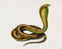 Egyptian Cobra (Naja Hoje) illustrated by Charles Dessalines D' Orbigny (1806-1876). Digitally enhanced from our own 1892 edition of Dictionnaire Universel D'histoire Naturelle.