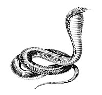 Vintage illustrations of Egyptian Cobra