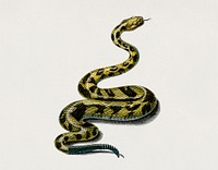 Rattlesnake (Crotale) illustrated by <a href="https://www.rawpixel.com/search/Charles%20Dessalines%20D%27%20Orbigny?sort=curated&amp;page=1">Charles Dessalines D&#39; Orbigny</a> (1806-1876). Digitally enhanced from our own 1892 edition of Dictionnaire Universel D&#39;histoire Naturelle.