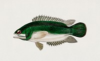 Climbing perch (Anabas testudineus) illustrated by <a href="https://www.rawpixel.com/search/Charles%20Dessalines%20D%27%20Orbigny?&amp;page=1">Charles Dessalines D&#39; Orbigny </a>(1806-1876). Digitally enhanced from our own 1892 edition of Dictionnaire Universel D&#39;histoire Naturelle.