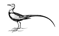 Vintage illustrations of Pheasant-tailed jacana