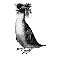 Vintage illustrations of Rockhopper penguin