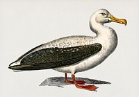 Albatross (Diomedeidae) illustrated by <a href="https://www.rawpixel.com/search/Charles%20Dessalines%20D%27%20Orbigny?&amp;page=1">Charles Dessalines D&#39; Orbigny</a> (1806-1876). Digitally enhanced from our own 1892 edition of Dictionnaire Universel D&#39;histoire Naturelle.