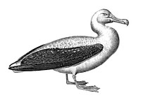 Vintage illustrations of Albatross