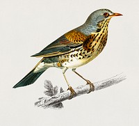 Rock thrush (Turdus Saxatilis) illustrated by<a href="https://www.rawpixel.com/search/Charles%20Dessalines%20D%27%20Orbigny?&amp;page=1"> Charles Dessalines D&#39; Orbigny</a> (1806-1876). Digitally enhanced from our own 1892 edition of Dictionnaire Universel D&#39;histoire Naturelle.