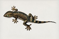Lilford&#39;swall lizard (Podarcis lilfordi) illustrated by <a href="https://www.rawpixel.com/search/Charles%20Dessalines%20D%27%20Orbigny?&amp;page=1">Charles Dessalines D&#39; Orbigny</a> (1806-1876). Digitally enhanced from our own 1892 edition of Dictionnaire Universel D&#39;histoire Naturelle.