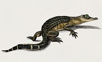 Alligator (Alligator incius) illustrated by <a href="https://www.rawpixel.com/search/Charles%20Dessalines%20D%27%20Orbigny?&amp;page=1">Charles Dessalines D&#39; Orbigny</a> (1806-1876). Digitally enhanced from our own 1892 edition of Dictionnaire Universel D&#39;histoire Naturelle.