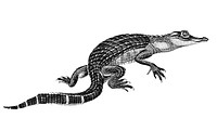 Vintage illustrations of Alligator