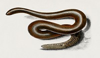 Eryx (Eryx Duvaucelii) illustrated by Charles Dessalines D' Orbigny (1806-1876). Digitally enhanced from our own 1892 edition of Dictionnaire Universel D'histoire Naturelle.