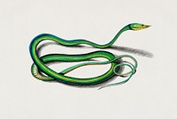 The green vine snake (Dryinus Nasutus) illustrated by <a href="https://www.rawpixel.com/search/Charles%20Dessalines%20D%27%20Orbigny?&amp;page=1">Charles Dessalines D&#39; Orbigny</a> (1806-1876). Digitally enhanced from our own 1892 edition of Dictionnaire Universel D&#39;histoire Naturelle.