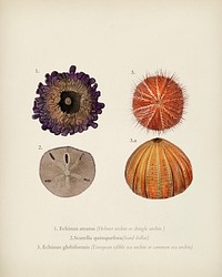 Different types of sea urcnhins illustrated by <a href="https://www.rawpixel.com/search/Charles%20Dessalines%20D%27%20Orbigny?&amp;page=1">Charles Dessalines D&#39; Orbigny</a> (1806-1876). Digitally enhanced from our own 1892 edition of Dictionnaire Universel D&#39;histoire Naturelle.