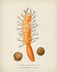 Veretillum cynomorium, sea carrot, Actinia effoeta, sea anemone illustrated by <a href="https://www.rawpixel.com/search/Charles%20Dessalines%20D%27%20Orbigny?&amp;page=1">Charles Dessalines D&#39; Orbigny </a>(1806-1876). Digitally enhanced from our own 1892 edition of Dictionnaire Universel D&#39;histoire Naturelle.
