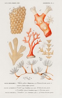 Different types of corals illustrated by Charles Dessalines D' Orbigny (1806-1876). Digitally enhanced from our own 1892 edition of Dictionnaire Universel D'histoire Naturelle.
