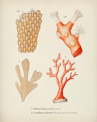 Different types of corals illustrated by <a href="https://www.rawpixel.com/search/Charles%20Dessalines%20D%27%20Orbigny?&amp;page=1">Charles Dessalines D&#39; Orbigny </a>(1806-1876). Digitally enhanced from our own 1892 edition of Dictionnaire Universel D&#39;histoire Naturelle.