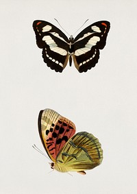Collection of butterflies illustrated by<a href="https://www.rawpixel.com/search/Charles%20Dessalines%20D%27%20Orbigny?&amp;page=1"> Charles Dessalines D&#39; Orbigny</a> (1806-1876). Digitally enhanced from our own 1892 edition of Dictionnaire Universel D&#39;histoire Naturelle.