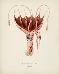 The umbrella squid (Histioteuthis bonnellii) illustrated by Charles Dessalines D' Orbigny (1806-1876). Digitally enhanced from our own 1892 edition of Dictionnaire Universel D'histoire Naturelle.