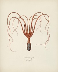 The common octopus (Octopus vulgaris) illustrated by <a href="https://www.rawpixel.com/search/Charles%20Dessalines%20D%27%20Orbigny?&amp;page=1">Charles Dessalines D&#39; Orbigny</a> (1806-1876). Digitally enhanced from our own 1892 edition of Dictionnaire Universel D&#39;histoire Naturelle.