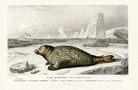 Phoca illustrated by <a href="https://www.rawpixel.com/search/Charles%20Dessalines%20D%27%20Orbigny?sort=curated&amp;page=1">Charles Dessalines D&#39; Orbigny</a> (1806-1876). Digitally enhanced from our own 1892 edition of Dictionnaire Universel D&#39;histoire Naturelle.