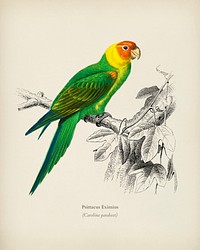 Psittacus Eximius illustrated by <a href="https://www.rawpixel.com/search/Charles%20Dessalines%20D%27%20Orbigny?&amp;page=1">Charles Dessalines D&#39; Orbigny</a> (1806-1876). Digitally enhanced from our own 1892 edition of Dictionnaire Universel D&#39;histoire Naturelle.