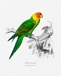 Psittacus Eximius illustrated by <a href="https://www.rawpixel.com/search/Charles%20Dessalines%20D%27%20Orbigny?&amp;page=1">Charles Dessalines D&#39; Orbigny</a> (1806-1876). Digitally enhanced from our own 1892 edition of Dictionnaire Universel D&#39;histoire Naturelle.