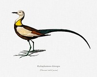 Pheasant-tailed jacana (Hydrophasianus chirurgus) illustrated by <a href="https://www.rawpixel.com/search/Charles%20Dessalines%20D%27%20Orbigny?&amp;page=1">Charles Dessalines D&#39; Orbigny </a>(1806-1876). Digitally enhanced from our own 1892 edition of Dictionnaire Universel D&#39;histoire Naturelle.