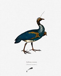 Horned screamer (Anhima cornuta) illustrated by <a href="https://www.rawpixel.com/search/Charles%20Dessalines%20D%27%20Orbigny?&amp;page=1">Charles Dessalines D&#39; Orbigny</a> (1806-1876). Digitally enhanced from our own 1892 edition of Dictionnaire Universel D&#39;histoire Naturelle.
