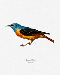 Fieldfare (Tusdus Pilaris) illustrated by <a href="https://www.rawpixel.com/search/Charles%20Dessalines%20D%27%20Orbigny?&amp;page=1">Charles Dessalines D&#39; Orbigny</a> (1806-1876). Digitally enhanced from our own 1892 edition of Dictionnaire Universel D&#39;histoire Naturelle.