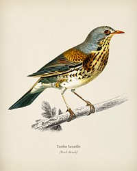 Rock thrush (Turdus Saxatilis) illustrated by<a href="https://www.rawpixel.com/search/Charles%20Dessalines%20D%27%20Orbigny?&amp;page=1"> Charles Dessalines D&#39; Orbigny</a> (1806-1876). Digitally enhanced from our own 1892 edition of Dictionnaire Universel D&#39;histoire Naturelle.