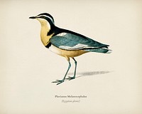 Egyptian plover (Pluvianus Melanocephalus) illustrated by <a href="https://www.rawpixel.com/search/Charles%20Dessalines%20D%27%20Orbigny?&amp;page=1">Charles Dessalines D&#39; Orbigny </a>(1806-1876). Digitally enhanced from our own 1892 edition of Dictionnaire Universel D&#39;histoire Naturelle.