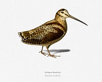 Eurasian Woodcock (Scolopax Rusticola) illustrated by <a href="https://www.rawpixel.com/search/Charles%20Dessalines%20D%27%20Orbigny?&amp;page=1">Charles Dessalines D&#39; Orbigny</a> (1806-1876). Digitally enhanced from our own 1892 edition of Dictionnaire Universel D&#39;histoire Naturelle.