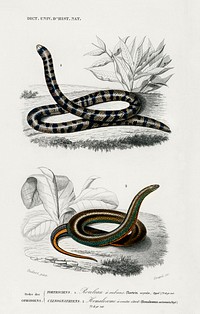 Anilius (Tortrix Scytale) and Slug Eater (Homalosoma arctiventris) illustrated by <a href="https://www.rawpixel.com/search/Charles%20Dessalines%20D%27%20Orbigny?sort=curated&amp;page=1">Charles Dessalines D&#39; Orbigny</a> (1806-1876). Digitally enhanced from our own 1892 edition of Dictionnaire Universel D&#39;histoire Naturelle.
