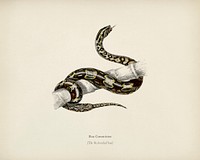 The Red-tailed boa (Boa Constrictor) illustrated by<a href="https://www.rawpixel.com/search/Charles%20Dessalines%20D%27%20Orbigny?sort=curated&amp;page=1"> Charles Dessalines D&#39; Orbigny</a> (1806-1876). Digitally enhanced from our own 1892 edition of Dictionnaire Universel D&#39;histoire Naturelle.