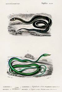 Grass Snake and the green vine snake illustrated by <a href="https://www.rawpixel.com/search/Charles%20Dessalines%20D%27%20Orbigny?sort=curated&amp;page=1">Charles Dessalines D&#39; Orbigny</a> (1806-1876). Digitally enhanced from our own 1892 edition of Dictionnaire Universel D&#39;histoire Naturelle.