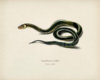 Grass Snake (Tropidonote &aacute; Collier) illustrated by <a href="https://www.rawpixel.com/search/Charles%20Dessalines%20D%27%20Orbigny?&amp;page=1">Charles Dessalines D&#39; Orbigny</a> (1806-1876). Digitally enhanced from our own 1892 edition of Dictionnaire Universel D&#39;histoire Naturelle.