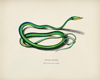 The green vine snake (Dryinus Nasutus) illustrated by <a href="https://www.rawpixel.com/search/Charles%20Dessalines%20D%27%20Orbigny?&amp;page=1">Charles Dessalines D&#39; Orbigny</a> (1806-1876). Digitally enhanced from our own 1892 edition of Dictionnaire Universel D&#39;histoire Naturelle.