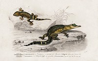 Alligator (Alligator incius) and Lilford'swall lizard (Podarcis lilfordi) illustrated by Charles Dessalines D' Orbigny (1806-1876). Digitally enhanced from our own 1892 edition of Dictionnaire Universel D'histoire Naturelle.