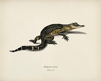 Alligator (Alligator incius) illustrated by <a href="https://www.rawpixel.com/search/Charles%20Dessalines%20D%27%20Orbigny?&amp;page=1">Charles Dessalines D&#39; Orbigny</a> (1806-1876). Digitally enhanced from our own 1892 edition of Dictionnaire Universel D&#39;histoire Naturelle.