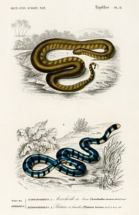 Elephant trunk snake (Acrochordus Javanicus) and Columbrine Sea Krait (Platurus Fasciatus) illustrated by <a href="https://www.rawpixel.com/search/Charles%20Dessalines%20D%27%20Orbigny?sort=curated&amp;page=1">Charles Dessalines D&#39; Orbigny</a> (1806-1876). Digitally enhanced from our own 1892 edition of Dictionnaire Universel D&#39;histoire Naturelle.