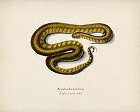 Elephant trunk snake (Acrochordus Javanicus) illustrated by <a href="https://www.rawpixel.com/search/Charles%20Dessalines%20D%27%20Orbigny?&amp;page=1">Charles Dessalines D&#39; Orbigny</a> (1806-1876). Digitally enhanced from our own 1892 edition of Dictionnaire Universel D&#39;histoire Naturelle.