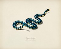 Columbrine Sea Krait (Platurus Fasciatus) illustrated by <a href="https://www.rawpixel.com/search/Charles%20Dessalines%20D%27%20Orbigny?&amp;page=1">Charles Dessalines D&#39; Orbigny</a> (1806-1876). Digitally enhanced from our own 1892 edition of Dictionnaire Universel D&#39;histoire Naturelle.