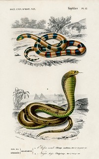 Coral Snake (Elaps Corallinus) and Egyptian Cobra (Naja Hoje) illustrated by <a href="https://www.rawpixel.com/search/Charles%20Dessalines%20D%27%20Orbigny?sort=curated&amp;page=1">Charles Dessalines D&#39; Orbigny</a> (1806-1876). Digitally enhanced from our own 1892 edition of Dictionnaire Universel D&#39;histoire Naturelle.