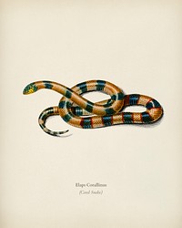 Coral Snake (Elaps Corallinus) illustrated by Charles Dessalines D' Orbigny (1806-1876). Digitally enhanced from our own 1892 edition of Dictionnaire Universel D'histoire Naturelle.