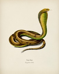 Egyptian Cobra (Naja Hoje) illustrated by <a href="https://www.rawpixel.com/search/Charles%20Dessalines%20D%27%20Orbigny?&amp;page=1">Charles Dessalines D&#39; Orbigny</a> (1806-1876). Digitally enhanced from our own 1892 edition of Dictionnaire Universel D&#39;histoire Naturelle.