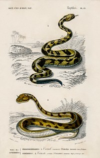 Rattlesnake (Crotale) and Saharan horned Viper (Cerastes) illustrated by <a href="https://www.rawpixel.com/search/Charles%20Dessalines%20D%27%20Orbigny?sort=curated&amp;page=1">Charles Dessalines D&#39; Orbigny</a> (1806-1876). Digitally enhanced from our own 1892 edition of Dictionnaire Universel D&#39;histoire Naturelle.