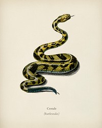 Rattlesnake (Crotale) illustrated by <a href="https://www.rawpixel.com/search/Charles%20Dessalines%20D%27%20Orbigny?&amp;page=1">Charles Dessalines D&#39; Orbigny</a> (1806-1876). Digitally enhanced from our own 1892 edition of Dictionnaire Universel D&#39;histoire Naturelle.