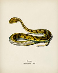 Saharan horned Viper (Cerastes) illustrated by <a href="https://www.rawpixel.com/search/Charles%20Dessalines%20D%27%20Orbigny?&amp;page=1">Charles Dessalines D&#39; Orbigny</a> (1806-1876). Digitally enhanced from our own 1892 edition of Dictionnaire Universel D&#39;histoire Naturelle.